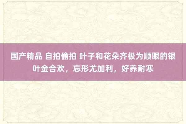 国产精品 自拍偷拍 叶子和花朵齐极为顺眼的银叶金合欢，忘形尤加利，好养耐寒