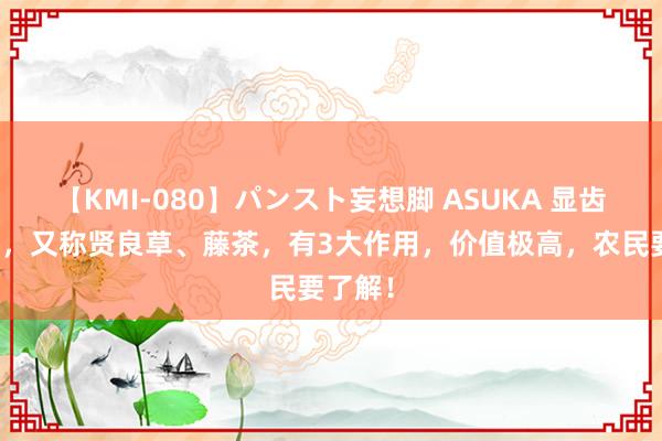 【KMI-080】パンスト妄想脚 ASUKA 显齿蛇葡萄，又称贤良草、藤茶，有3大作用，价值极高，农民要了解！